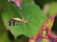 Panorpa vulgaris 2, Weideschorpioenvlieg, Saxifraga-Tom Heijnen