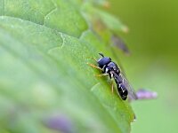 Paragus haemorrhous 2, Gewoon krieltje, Saxifraga-Tom Heijnen