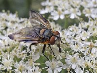 Phasia hemiptera N0467 : Phasia hemiptera