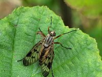 Rhagio scolopaceus 10, Gewone snipvlieg, Saxifraga-Ben Delbaere