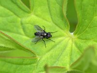 Rhinophora lepida 4, Gewone pissebedvlieg, Saxifraga-Tom Heijnen