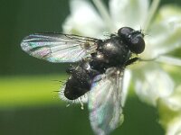 Rhinophora lepida 5, Gewone pissebedvlieg, Saxifraga-Ben Delbaere  IICSA���II