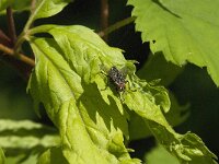 Sarcophaga sp 11, Dambordvlieg, Saxifraga-Jan van der Straaten