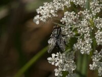 Sarcophaga sp 4, Dambordvlieg, Saxifraga-Jan van der Straaten