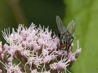 Sarcophaga sp 6, Dambordvlieg, Saxifraga-Jan van der Straaten