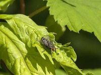 Sarcophaga sp 9, Dambordvlieg, Saxifraga-Jan van der Straaten