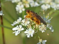 Scathophaga stercoraria 13, Strontvlieg, Saxifraga-Tom Heijnen