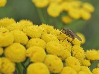 Scathophaga stercoraria 14, Strontvlieg, Saxifraga-Tom Heijnen