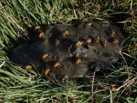 Scathophaga stercoraria 15, Strontvlieg, Saxifraga-Ed Stikvoort : Stedelijk Museum Schiedam