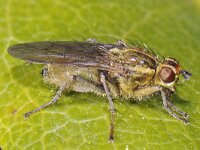 Scathophaga stercoraria 01 #46763 : Scathophaga stercoraria, Strontvlieg, Yellow Dung Fly, Female