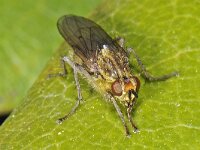 Scathophaga stercoraria 01 #46762 : Scathophaga stercoraria, Strontvlieg, Yellow Dung Fly, Female