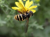 Sericomyia silentis 4, Gele veenzweefvlieg, Saxifraga-Rutger Barendse