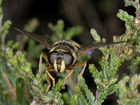 Sericomyia silentis 01 #04097  Gele veenzweefvlieg, Gelbband torfschwebfliege, vrouwtje Sericomyia silentis 01 Stegeren : Soortenregister niet geplaatst, Saxifraga