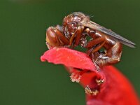 Sicus ferrugineus 10, Roestbruine kromlijf, Saxifraga-Tom Heijnen