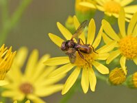 Sicus ferrugineus 11, Roestbruine kromlijf, Saxifraga-Tom Heijnen