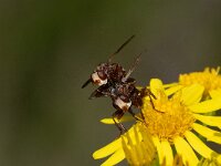 Sicus ferrugineus 9, Roestbruine kromlijf, Saxifraga-Gerard de Jong : Insect, Macro, Overig, Roestbruine kromlijf, Saxifraga Beeldbank, Sicus ferrugineus