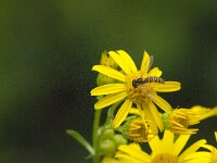 Sphaerophoria scripta 22, Grote langlijf, Saxifraga-Jan van der Straaten
