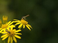 Sphaerophoria scripta 25, Grote langlijf, Saxifraga-Jan van der Straaten
