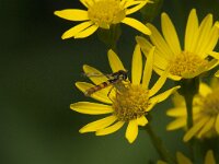 Sphaerophoria scripta 30, Grote langlijf, Saxifraga-Jan van der Straaten