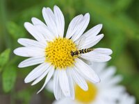 Sphaerophoria sp 3, Saxifraga-Tom Heijnen