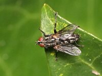 Stevenia deceptoria 2, Saxifraga-Tom Heijnen