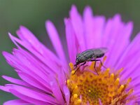 Stomorhina lunata 4, Sprinkhaanvlieg, Saxifraga-Tom Heijnen