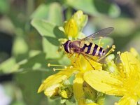 Syrphus ribesii 14, Bessenbandzweefvlieg, Saxifraga-Tom Heijnen