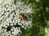 Tachina fera 15, Woeste sluipvlieg, Saxifraga-Willem van Kruijsbergen