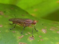 Tetanocera sp 3, Saxifraga-Tom Heijnen