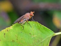 Tetanocera sp 4, Saxifraga-Tom Heijnen