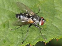 Thelaira nigripes 2, Saxifraga-Ab H Baas