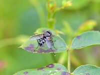 Thelaira nigripes 6, Saxifraga-Tom Heijnen