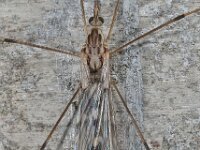 Tipula confusa 01 D5994  Tipula confusa Hardenberg Gemeentebos : Naar Naturalis in 2013