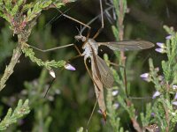 Tipula cf oleracea 01 #03930 : Tipula cf oleracea, female