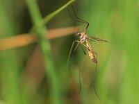 Langpootmug (tipula)  Langpootmug (tipula) hangend aan voorpoten : close up, emelt, insect, insectenplaag, koollangpootmug, langpoot, langpootmug, lastig, macro, mug, oleracea, plaag, tipula