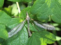 Tipula oleracea 4, Kool-langpootmug, Saxifraga-Rutger Barendse