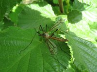 Tipula vernalis 2, Lentelangpoot, Saxifraga-Rutger Barendse