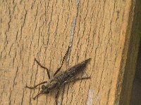 Tolmerus atricapillus 4, Gewone roofvlieg, Saxifraga-Jan van der Straaten