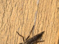 Tolmerus atricapillus 5, Gewone roofvlieg, Saxifraga-Jan van der Straaten