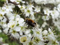 The bumblebee look-alike hoverfly Volucella bombylans on Blackthorn (Prunus spinosa)  The bumblebee look-alike hoverfly Volucella bombylans on Blackthorn (Prunus spinosa) : animal, blackthorn, bumblebee look-alike, fauna, flower, flower fly, hoverfly, insect, look-alike, mimicry, natural, nature, prunus, prunus spinosa, syrphid fly, Volucella bombylans, white, wildlife