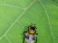 Volucella bombylans 7, Hommelreus, Saxifraga-Rutger Barendse