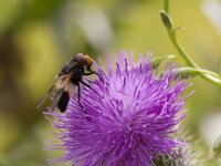Volucella pellucens 28, Witte reus, Saxifraga-Jan Nijendijk
