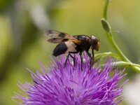 Volucella pellucens 32, Witte reus, Saxifraga-Jan Nijendijk