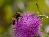 Volucella pellucens  ivoorzweefvlieg : Volucella pellucens