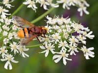Volucella zonaria 19, Stadsreus, Saxifraga-Tom Heijnen