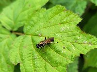 Xylota segnis 7, Gewone rode bladloper, Saxifraga-Ben Delbaere