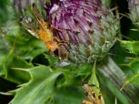 Xyphosia miliaria D3781  Xyphosia miliaria  Collendoorn op 3 juli 2013 : Naar Naturalis in 2013