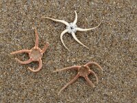 Ophiura albida 2, Kleine slangster, Saxifraga-Foto Fitis-Sytske Dijksen