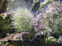 Psammechinus miliaris 17, Gewone zeeappel, Saxifraga-Tom Heijnen