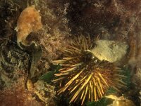 Psammechinus miliaris 8, Gewone zeeappel, Saxifraga-Eric Gibcus